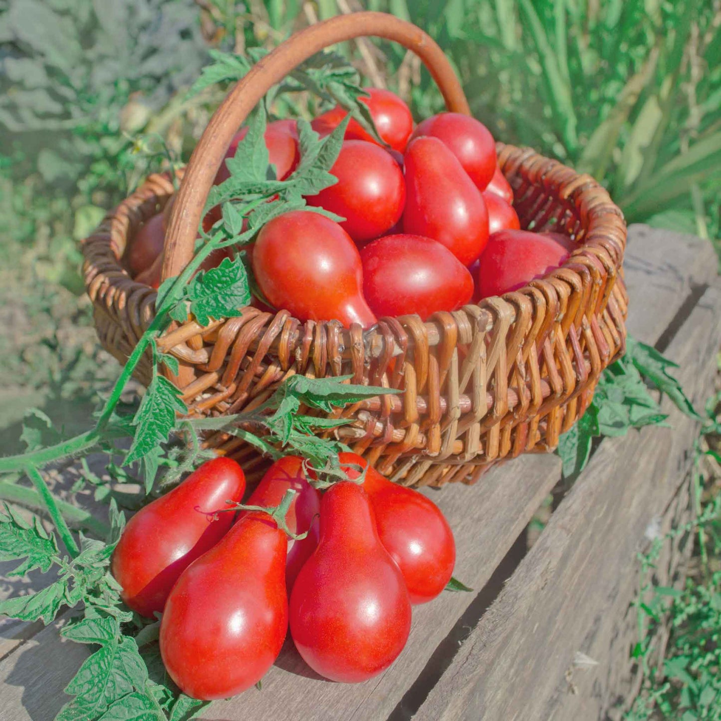 tomato red pear