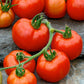 tomato rutgers vf | copyright: Floramedia UK Ltd