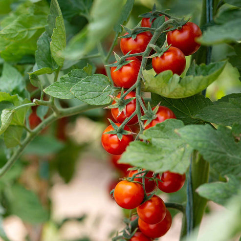 Tomato Seeds - Small Red Cherry | Vegetable Seeds in Packets & Bulk ...