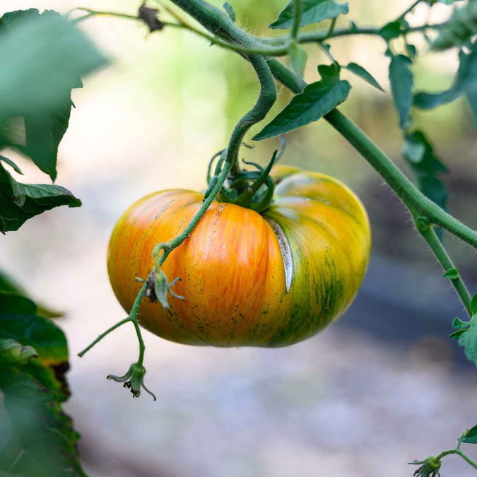 tomato-striped-german