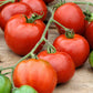 tomato stupice | copyright: Floramedia UK Ltd