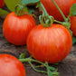 tomato tigerella | copyright: Floramedia UK Ltd