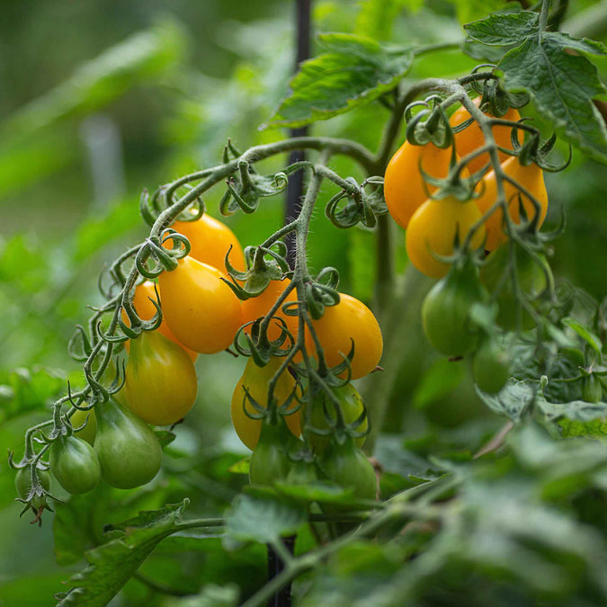 tomato yellow pear