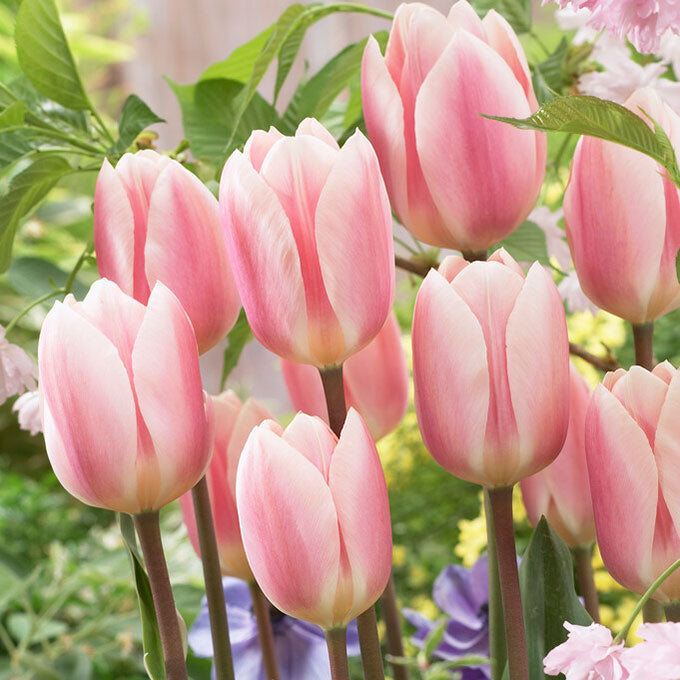 Darwin Hybrid Tulip Bulbs - Apricot Delight | Fall Flower Bulbs | Eden ...