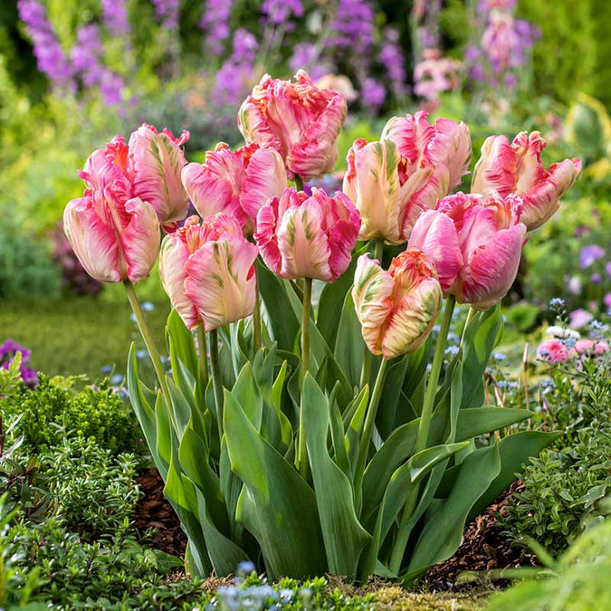 tulip apricot parrot | copyright: Floramedia UK Ltd