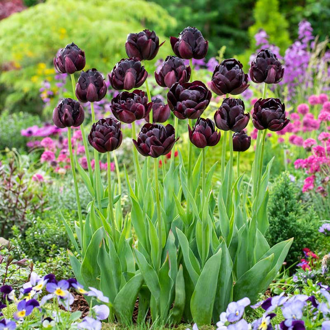 tulip black hero | copyright: Floramedia UK Ltd