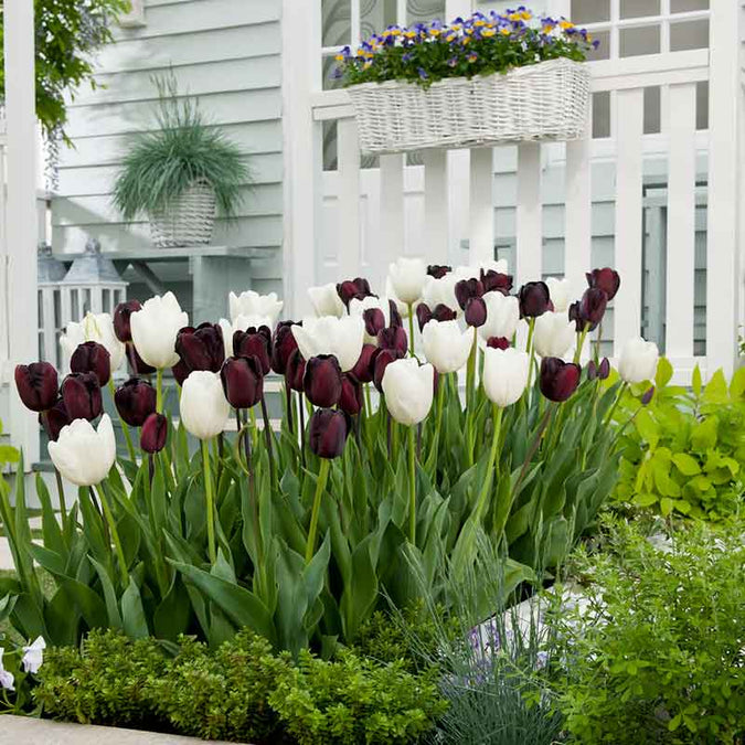 tulip black and white triumph mix | copyright: Floramedia UK Ltd