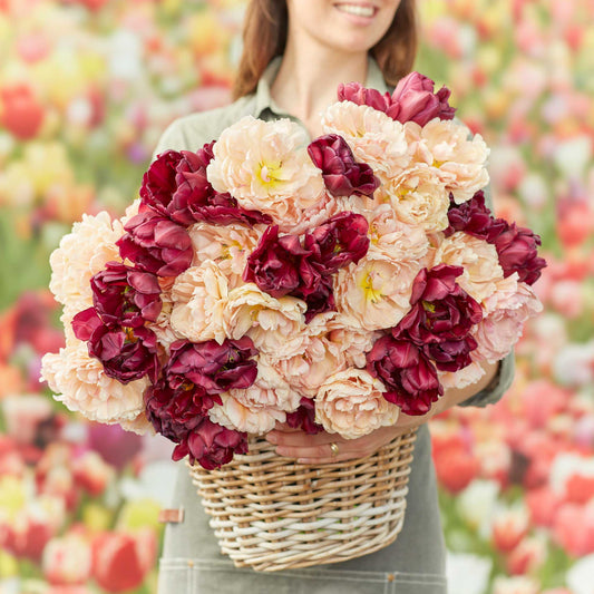 tulip burgundy blush mix