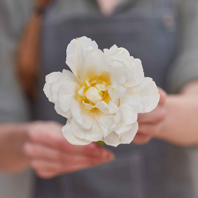 tulip butterscotch mix