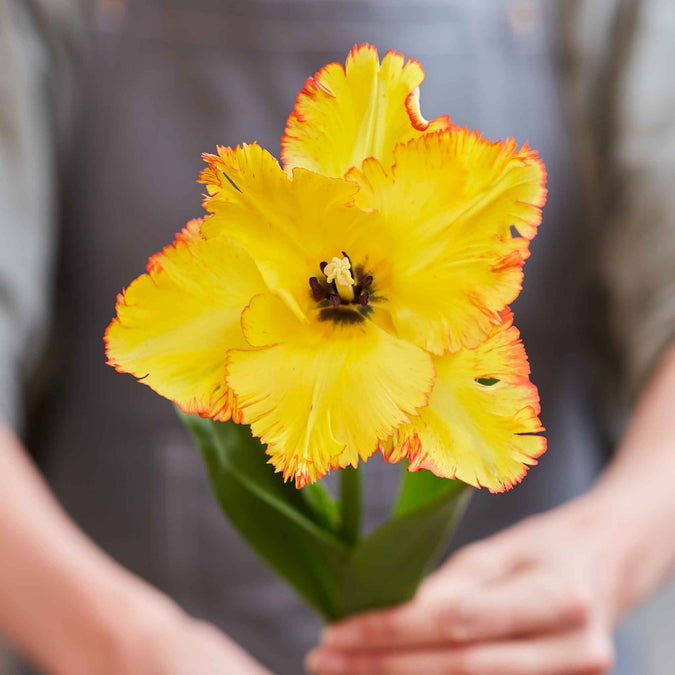 tulip caribbean parrot