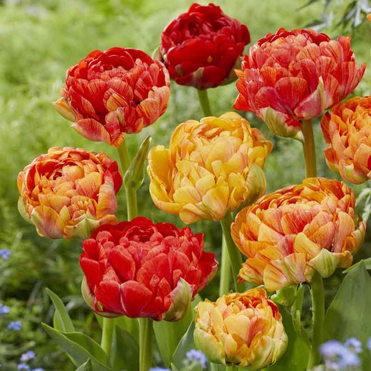 tulip double gudoshnik