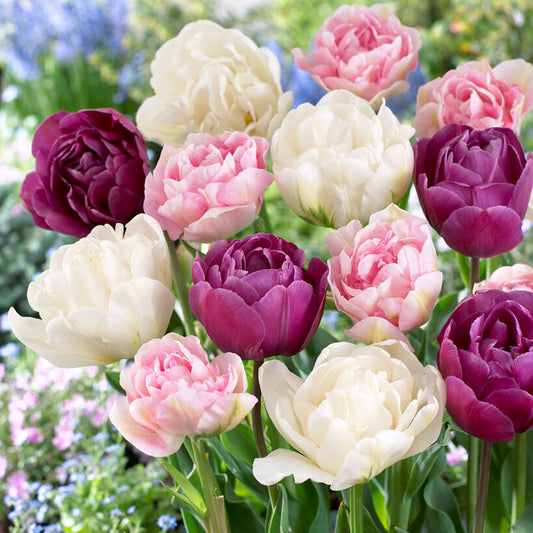 tulip-double-pink