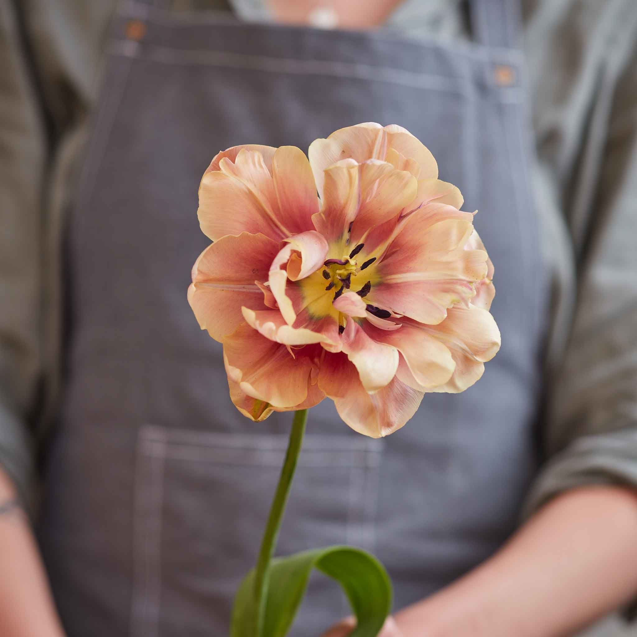 Tulip Bulbs - French Quarter Mix