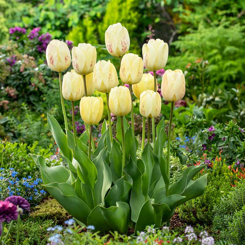 tulip ivory floradale | copyright: Floramedia UK Ltd