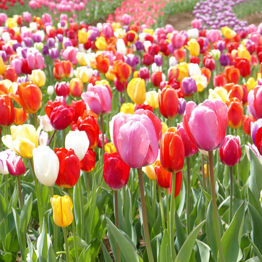 tulip landscaper mix