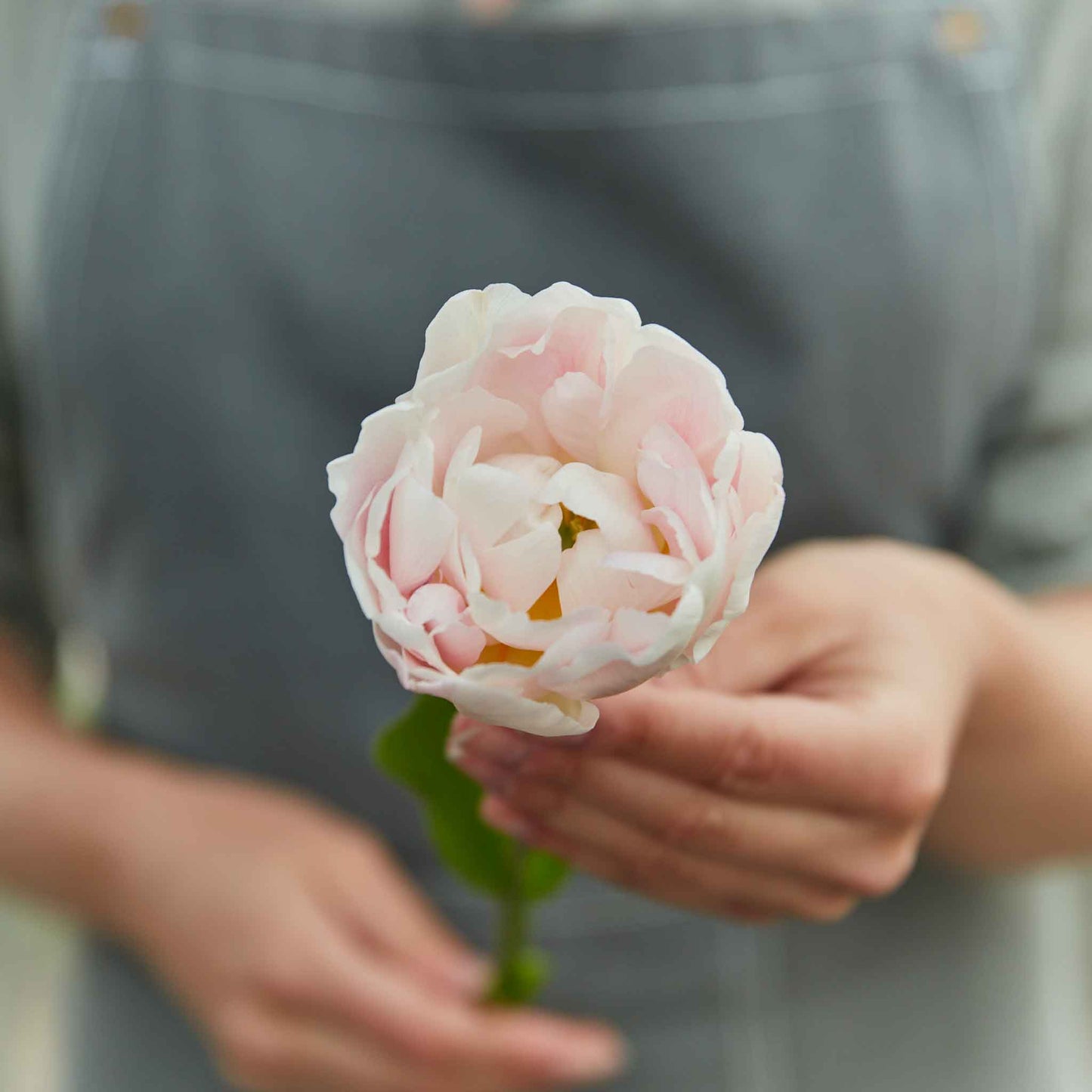 tulip mariage