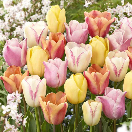 tulip pastel mix