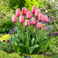 tulip pink impression | copyright: Floramedia UK Ltd