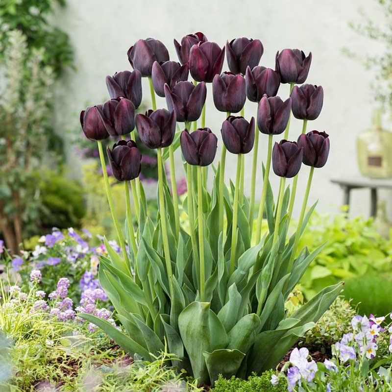  tulip queen of the night | copyright: Floramedia UK Ltd