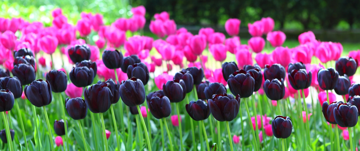 Black and Pink Tulips in a Field