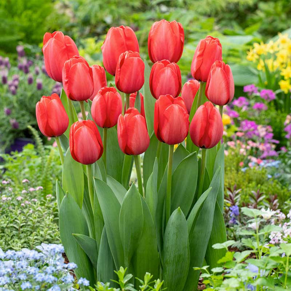 Red sale Tulips