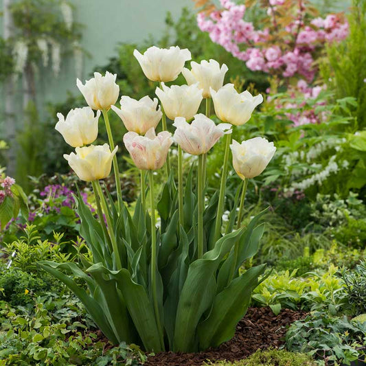 tulip silkroad | copyright: Floramedia UK Ltd