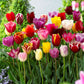 tulip triumph mix