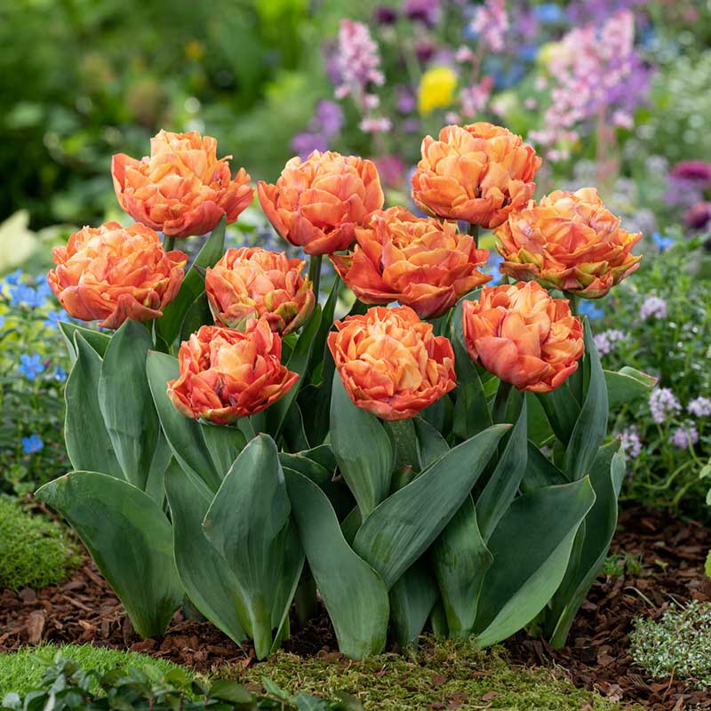 tulip valdivia | copyright: Floramedia UK Ltd