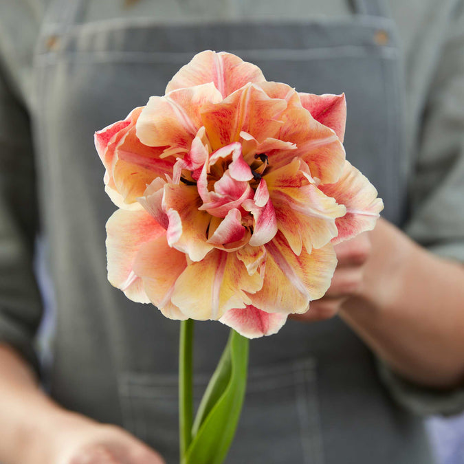 tulip verona sunrise