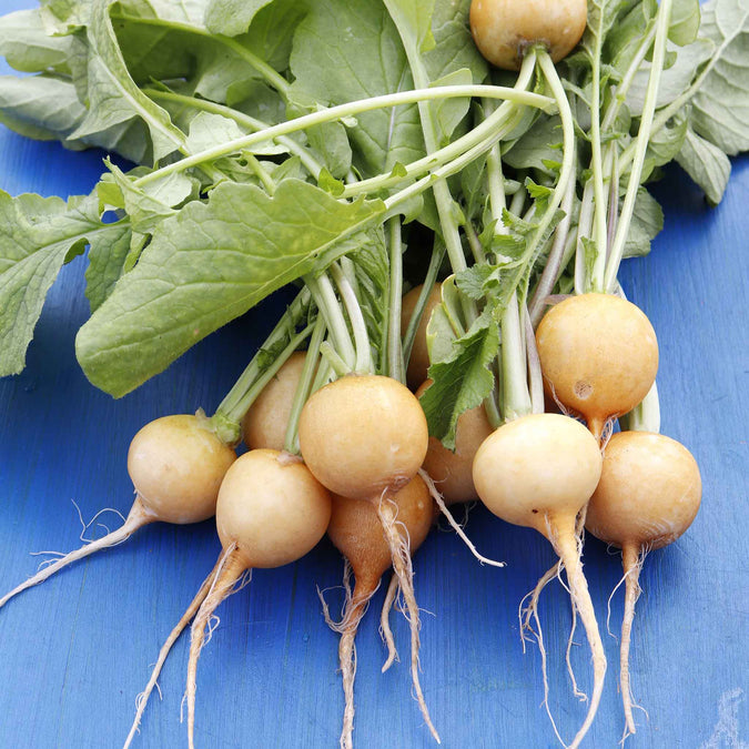 turnip golden ball