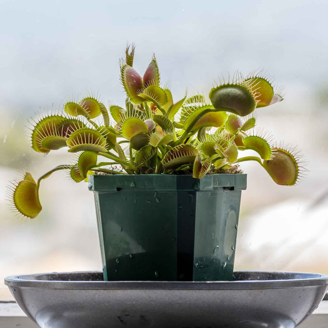 venus flytrap