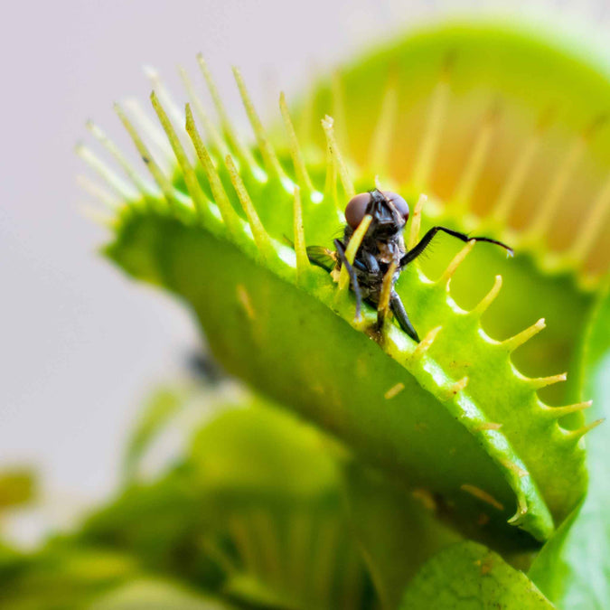 venus flytrap