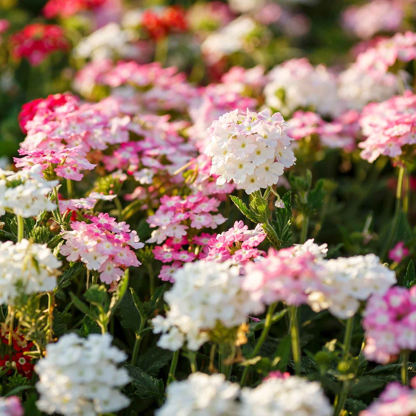 verbena compacta mix