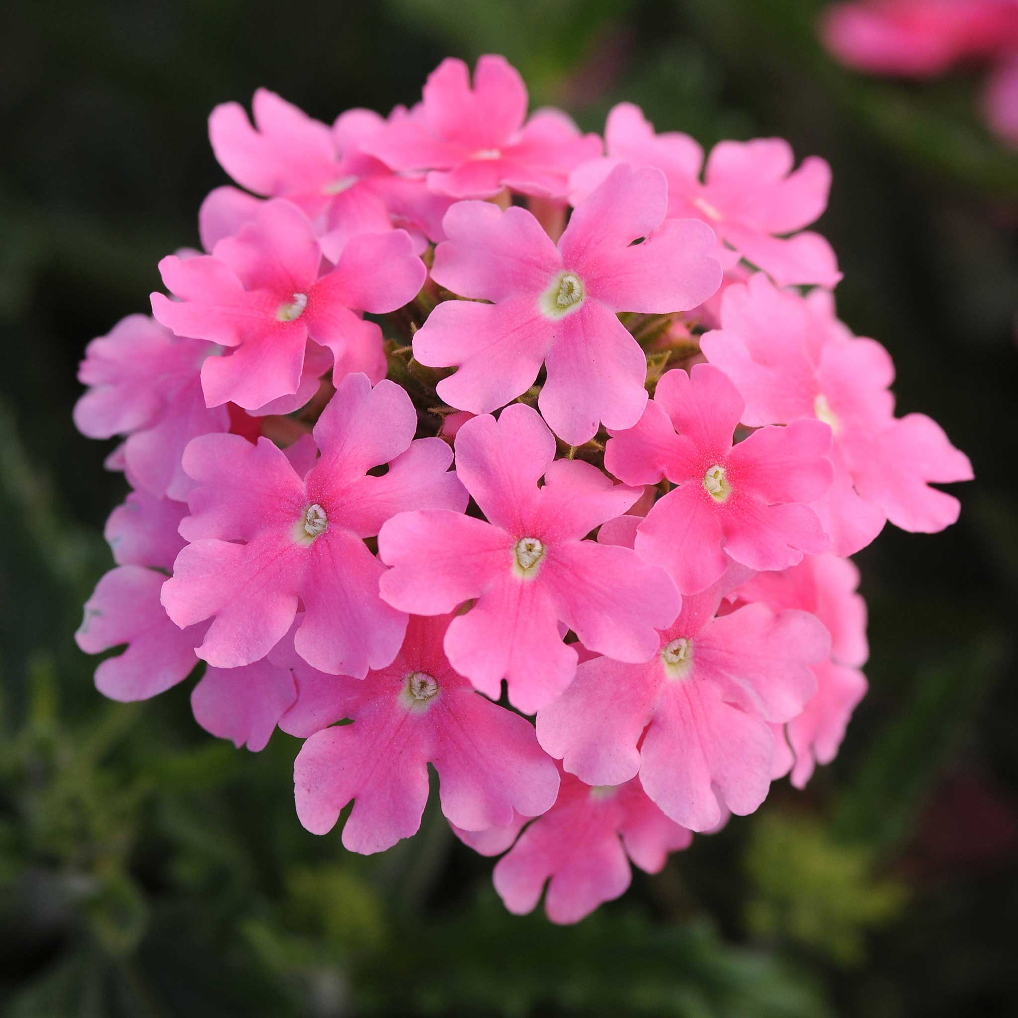 Verbena Seeds - Quartz XP Mix | Flower Seeds in Packets & Bulk | Eden ...