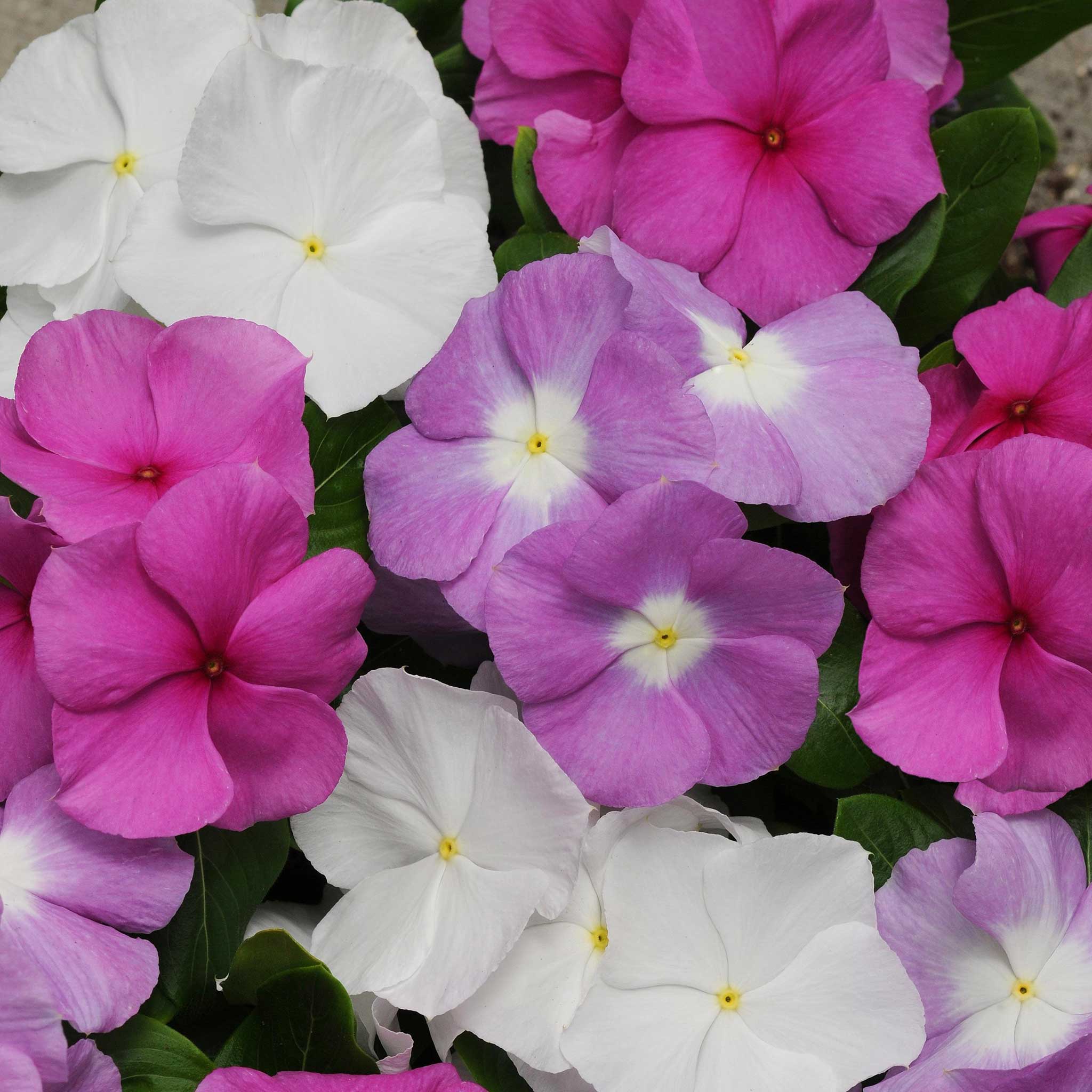 Vinca Seeds - Titan Summer Breeze Mix | Flower Seeds in Packets & Bulk ...