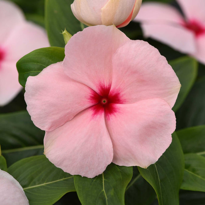 vinca valiant apricot