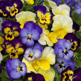 Viola Seeds - Colormax Lemonberry Pie Mix | Flower Seeds in Packets ...