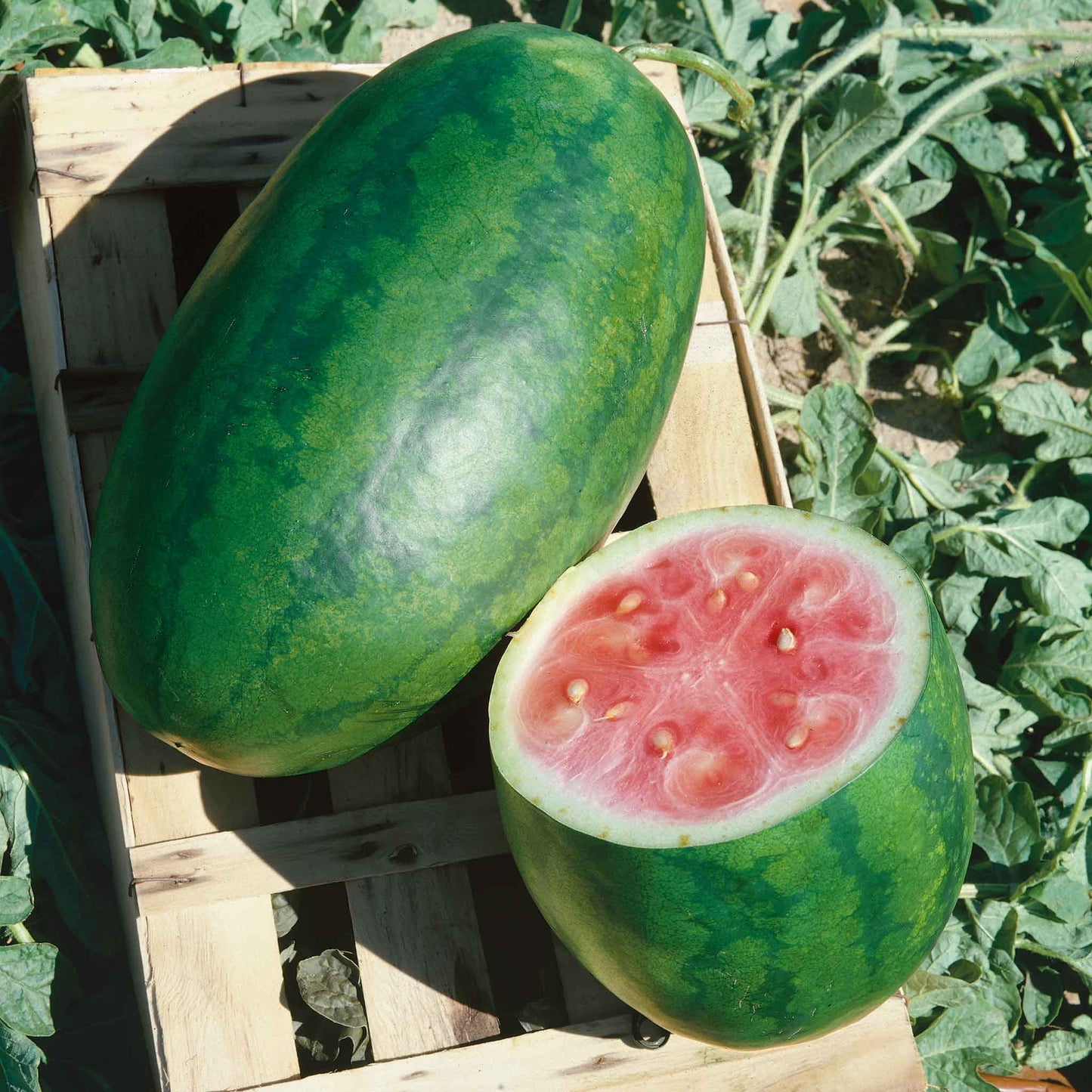 watermelon congo