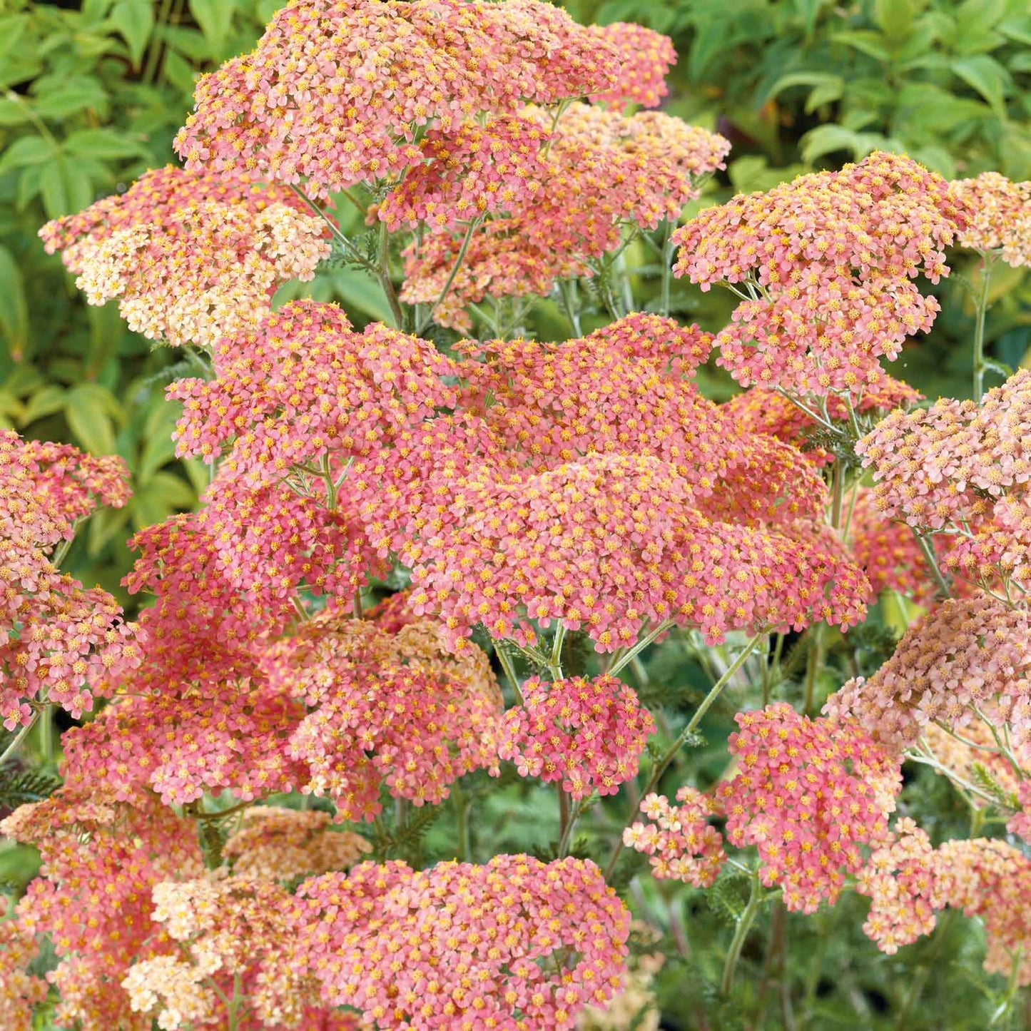 yarrow salmon beauty