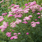 yarrow appleblossom