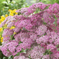 yarrow appleblossom