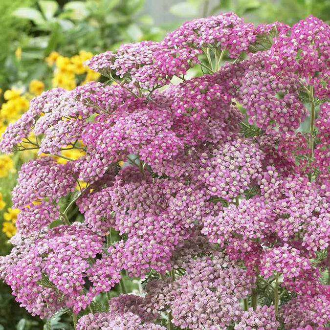 yarrow appleblossom