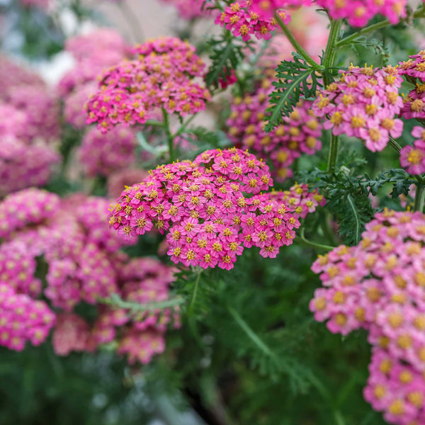 Yarrow Seeds - Cerise Queen | Flower Seeds in Packets & Bulk | Eden ...