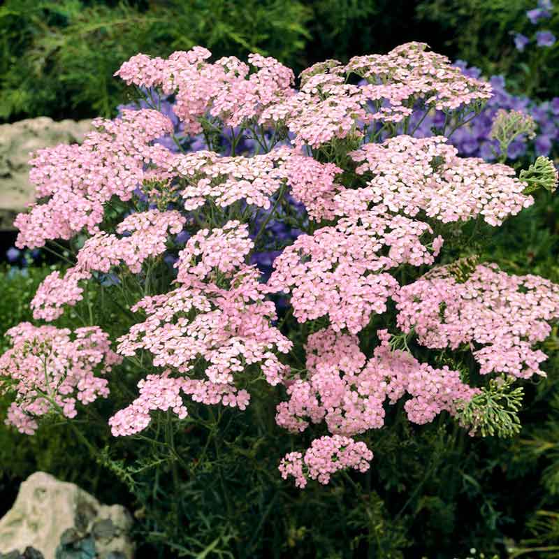 yarrow appleblossom | copyright: Floramedia UK Ltd