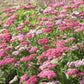 yarrow appleblossom