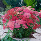 yarrow red shades | copyright: Floramedia UK Ltd