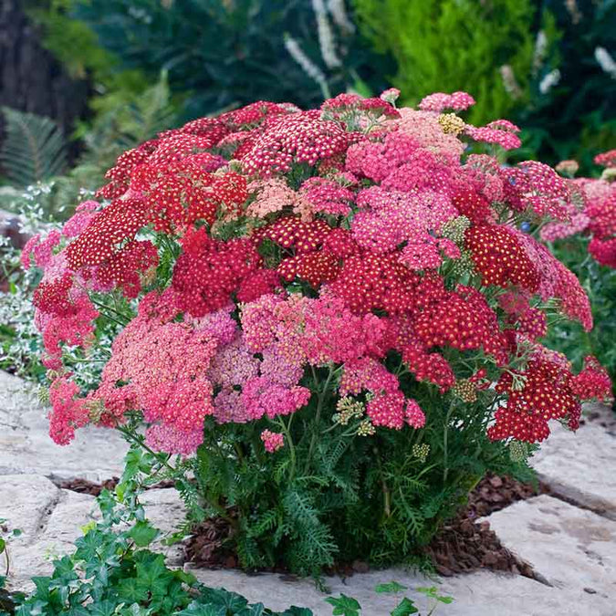 yarrow red shades | copyright: Floramedia UK Ltd