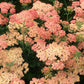 yarrow salmon beauty