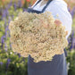 yarrow salmon beauty