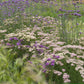 yarrow salmon beauty